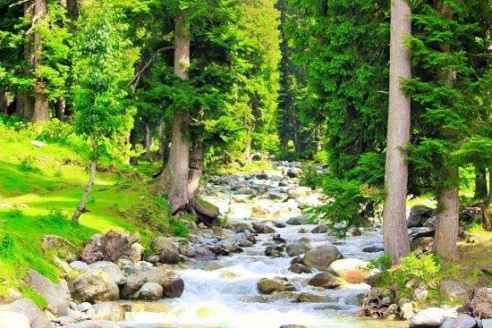 Daksum: Where the Forest Hugs You Back