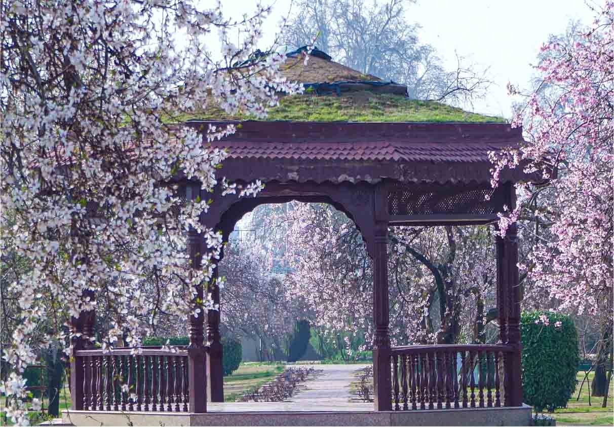Badamwari: Where Kashmir Wakes Up in Blossoms