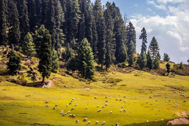 Buta Pathri: Kashmir’s Hidden Meadow