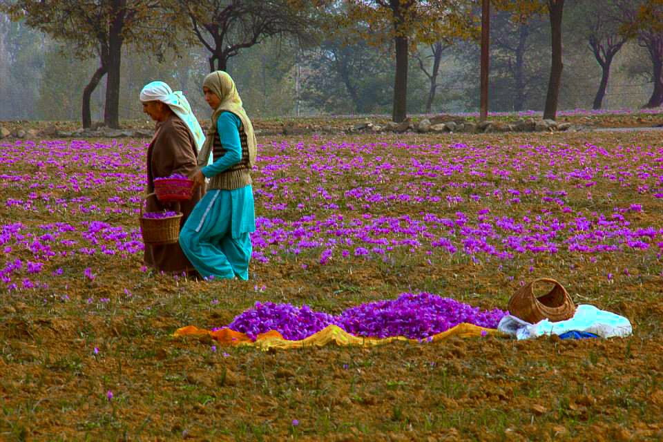Pampore: A Slice of Kashmir's Soul