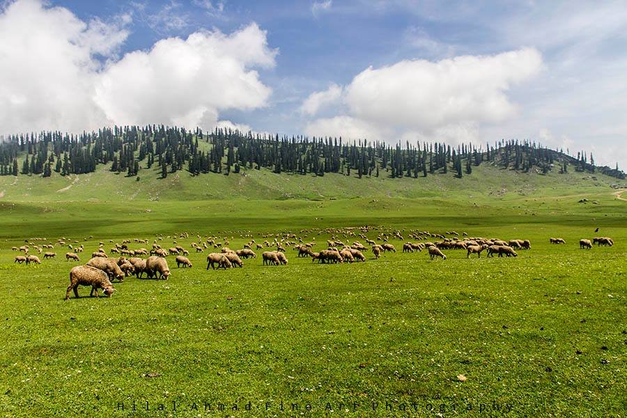 Tosamaidan: Kashmir's Hidden Alpine Gem