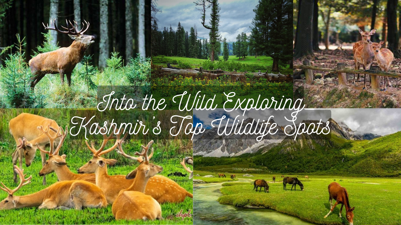 Wildlife Sanctuaries and National Parks in Kashmir: A Brief Guide